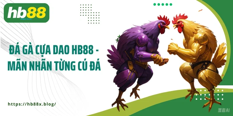 Đá gà cựa dao